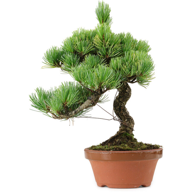 Pinus parviflora, 23 cm, ± 20 anni, con nebari di 3,5 cm