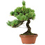 Pinus parviflora, 23 cm, ± 20 Jahre alt, mit einem Wurzelansatz von 3,5 cm
