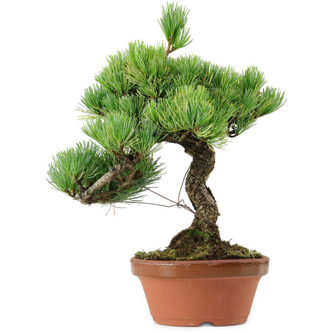 Pinus parviflora, 23 cm, ± 20 Jahre alt, mit einem Wurzelansatz von 3,5 cm
