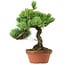 Pinus parviflora, 23 cm, ± 20 years old, with a nebari of 3,5 cm
