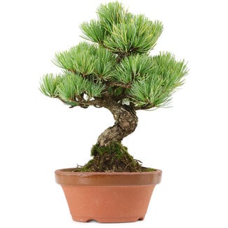 Pinus parviflora, 24 cm, ± 20 jaar oud