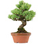 Pinus parviflora, 24 cm, ± 20 Jahre alt, mit einem Wurzelansatz von 3,5 cm