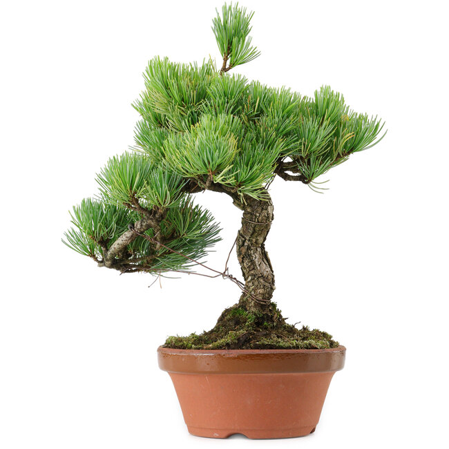 Pinus parviflora, 23 cm, ± 20 años de edad, con un nebari de 3,5 cm