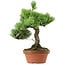 Pinus parviflora, 23 cm, ± 20 years old, with a nebari of 3,5 cm