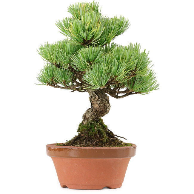 Pinus parviflora, 24 cm, ± 20 years old, with a nebari of 3,5 cm