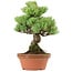 Pinus parviflora, 24 cm, ± 20 years old, with a nebari of 3,5 cm