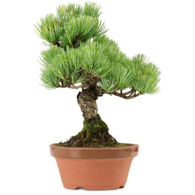 Pinus parviflora, 24 cm, ± 20 Jahre alt, mit einem Wurzelansatz von 3,5 cm
