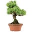 Pinus parviflora, 24 cm, ± 20 years old, with a nebari of 3,5 cm