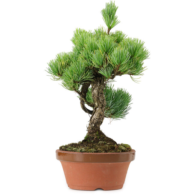 Pinus parviflora, 23 cm, ± 20 years old, with a nebari of 3,5 cm