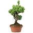 Pinus parviflora, 23 cm, ± 20 years old, with a nebari of 3,5 cm