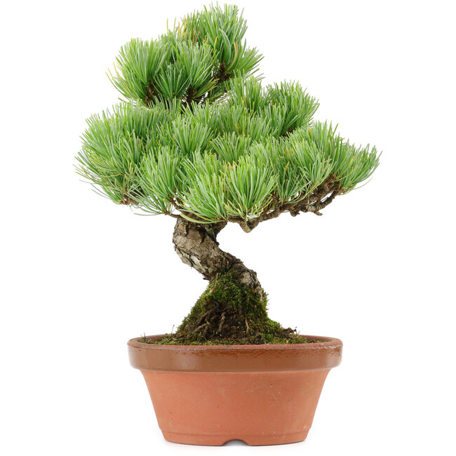 Pinus parviflora, 24 cm, ± 20 Jahre alt, mit einem Wurzelansatz von 3,5 cm