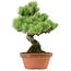 Pinus parviflora, 24 cm, ± 20 years old, with a nebari of 3,5 cm
