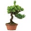Pinus parviflora, 23 cm, ± 20 years old, with a nebari of 3,5 cm