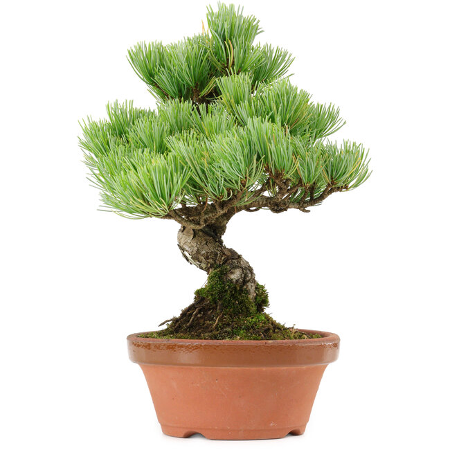 Pinus parviflora, 24 cm, ± 20 Jahre alt, mit einem Wurzelansatz von 3,5 cm