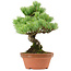 Pinus parviflora, 24 cm, ± 20 jaar oud, met een nebari van 3,5 cm