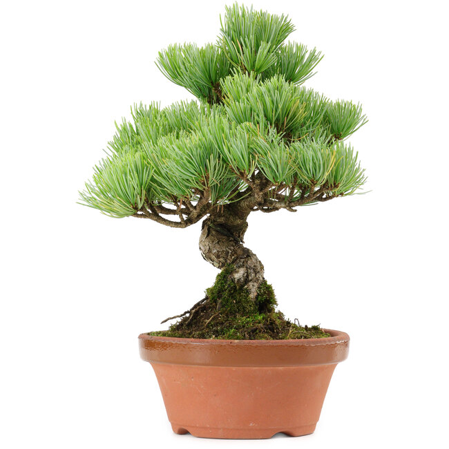 Pinus parviflora, 24 cm, ± 20 years old, with a nebari of 3,5 cm