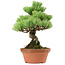 Pinus parviflora, 24 cm, ± 20 anni, con nebari di 3,5 cm