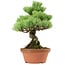 Pinus parviflora, 24 cm, ± 20 years old, with a nebari of 3,5 cm