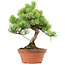 Pinus parviflora, 27 cm, ± 20 anni, con nebari di 3,5 cm