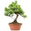 Pinus parviflora, 27 cm, ± 20 years old, with a nebari of 3,5 cm