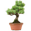 Pinus parviflora, 24 cm, ± 20 años de edad, con un nebari de 3,5 cm