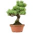 Pinus parviflora, 24 cm, ± 20 years old, with a nebari of 3,5 cm