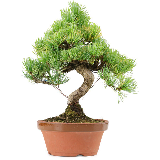 Pinus parviflora, 27 cm, ± 20 years old, with a nebari of 3,5 cm