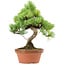 Pinus parviflora, 27 cm, ± 20 years old, with a nebari of 3,5 cm