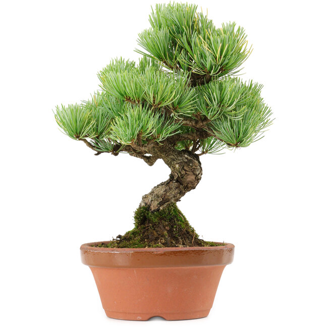 Pinus parviflora, 24 cm, ± 20 jaar oud, met een nebari van 3,5 cm