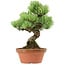 Pinus parviflora, 24 cm, ± 20 years old, with a nebari of 3,5 cm