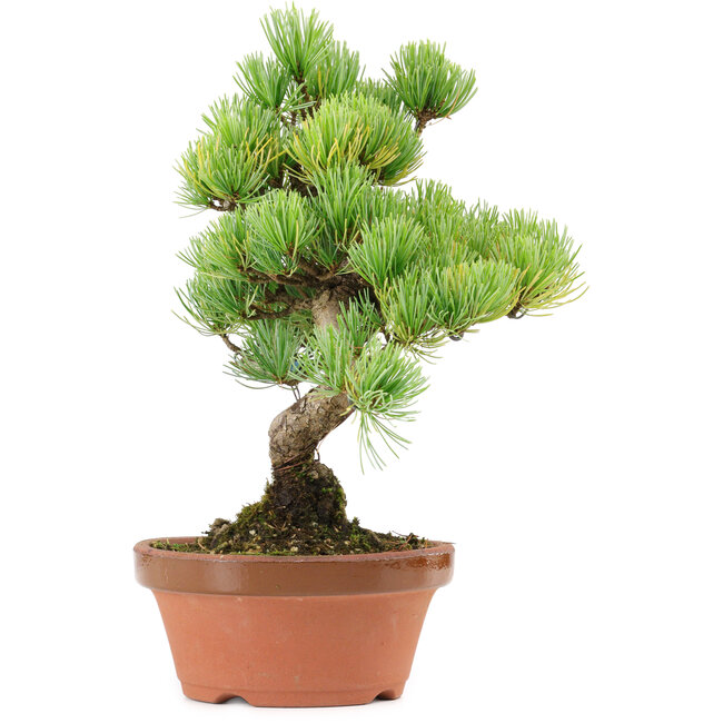 Pinus parviflora, 27 cm, ± 20 años de edad, con un nebari de 3,5 cm