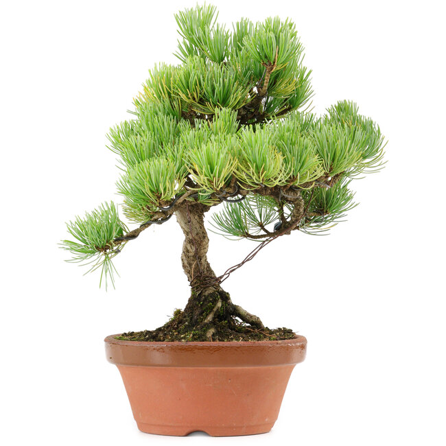 Pinus parviflora, 27 cm, ± 20 Jahre alt, mit einem Wurzelansatz von 3,5 cm