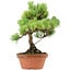 Pinus parviflora, 27 cm, ± 20 jaar oud, met een nebari van 3,5 cm
