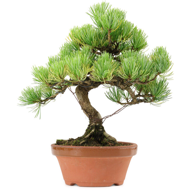 Pinus parviflora, 27 cm, ± 20 anni, con nebari di 3,5 cm