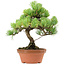 Pinus parviflora, 27 cm, ± 20 ans, avec un nebari de 3,5 cm