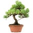 Pinus parviflora, 27 cm, ± 20 jaar oud, met een nebari van 3,5 cm