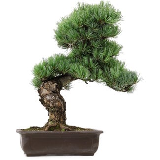Pinus parviflora, 47 cm, ± 40 years old