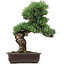 Pinus parviflora, 47 cm, ± 40 ans, avec un nebari de 10 cm