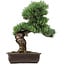 Pinus parviflora, 47 cm, ± 40 years old, with a nebari of 10 cm