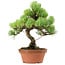 Pinus parviflora, 27 cm, ± 20 jaar oud, met een nebari van 3,5 cm