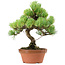 Pinus parviflora, 27 cm, ± 20 Jahre alt, mit einem Wurzelansatz von 3,5 cm