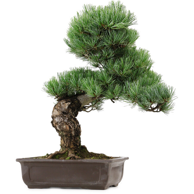 Pinus parviflora, 47 cm, ± 40 jaar oud, met een nebari van 10 cm