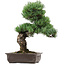 Pinus parviflora, 47 cm, ± 40 ans, avec un nebari de 10 cm