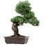 Pinus parviflora, 47 cm, ± 40 years old, with a nebari of 10 cm