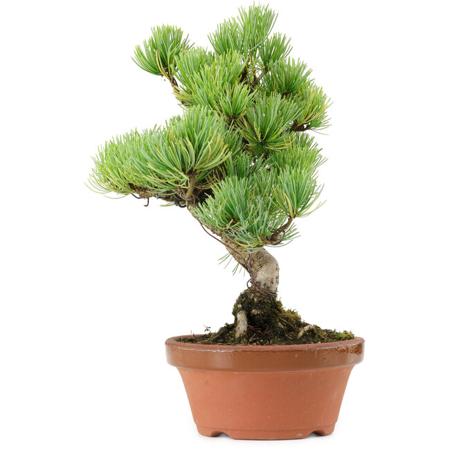 Pinus parviflora, 27 cm, ± 20 years old, with a nebari of 3,5 cm