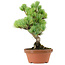 Pinus parviflora, 27 cm, ± 20 anni, con nebari di 3,5 cm