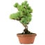 Pinus parviflora, 27 cm, ± 20 years old, with a nebari of 3,5 cm