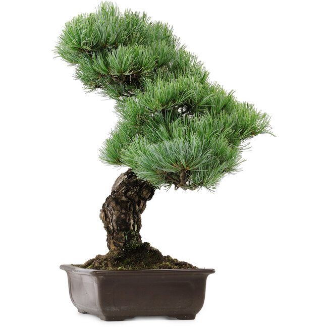 Pinus parviflora, 47 cm, ca. 40 Jahre alt, mit einem Wurzelansatz von 10 cm