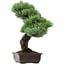 Pinus parviflora, 47 cm, ± 40 years old, with a nebari of 10 cm