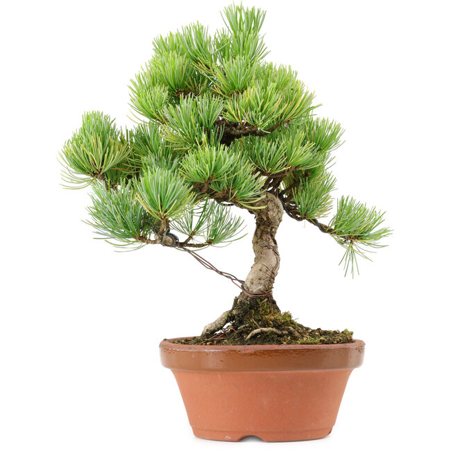 Pinus parviflora, 27 cm, ± 20 years old, with a nebari of 3,5 cm